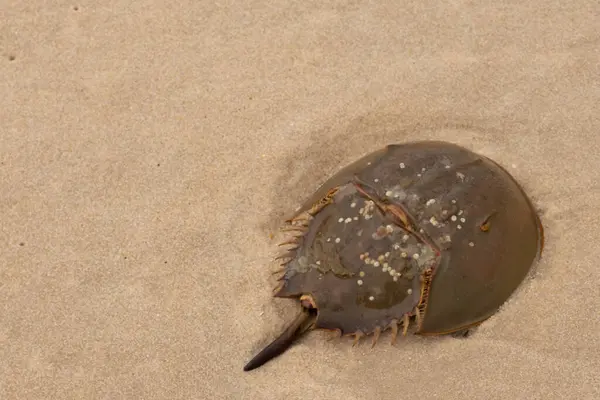 Bu kabuklu deniz hayvanı bu resimde plajda yatıyordu. Bu bir at nalı yengeci ve okyanusun gelgiti ile kum tanelerinin arasında karaya vurmuş. Kahverengi sert kabuk, sırtlarıyla tarih öncesinden kalma gibi görünüyor..