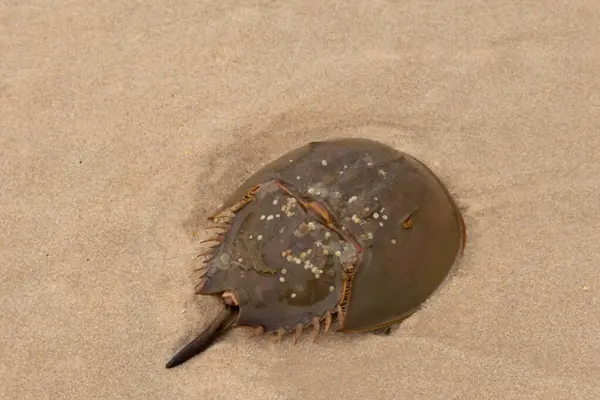 Bu kabuklu deniz hayvanı bu resimde plajda yatıyordu. Bu bir at nalı yengeci ve okyanusun gelgiti ile kum tanelerinin arasında karaya vurmuş. Kahverengi sert kabuk, sırtlarıyla tarih öncesinden kalma gibi görünüyor..