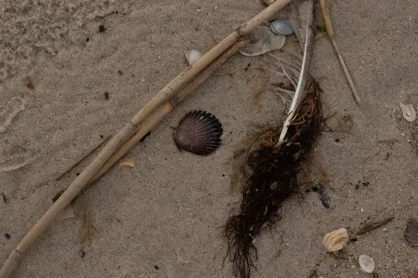 Bu resimde bu güzel deniz tarağı kabuğu plajda yatıyordu. Kahverengi deniz kabuğu neredeyse bir yelpaze gibi görünüyor ve kırmızı tonları var. Kum taneleri her yerde deniz atıklarıyla doludur..