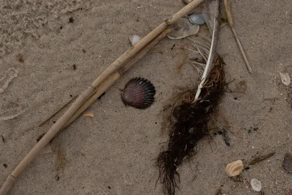 Bu resimde bu güzel deniz tarağı kabuğu plajda yatıyordu. Kahverengi deniz kabuğu neredeyse bir yelpaze gibi görünüyor ve kırmızı tonları var. Kum taneleri her yerde deniz atıklarıyla doludur..