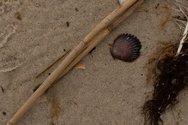 Bu resimde bu güzel deniz tarağı kabuğu plajda yatıyordu. Kahverengi deniz kabuğu neredeyse bir yelpaze gibi görünüyor ve kırmızı tonları var. Kum taneleri her yerde deniz atıklarıyla doludur..