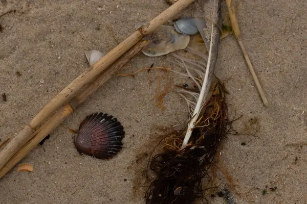 Bu resimde bu güzel deniz tarağı kabuğu plajda yatıyordu. Kahverengi deniz kabuğu neredeyse bir yelpaze gibi görünüyor ve kırmızı tonları var. Kum taneleri her yerde deniz atıklarıyla doludur..