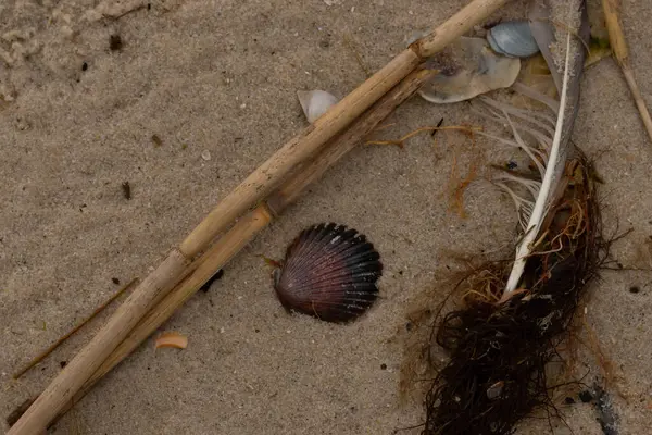 Bu resimde bu güzel deniz tarağı kabuğu plajda yatıyordu. Kahverengi deniz kabuğu neredeyse bir yelpaze gibi görünüyor ve kırmızı tonları var. Kum taneleri her yerde deniz atıklarıyla doludur..