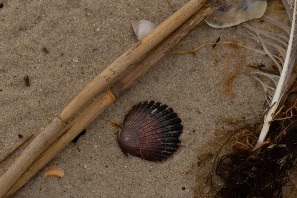 Bu resimde bu güzel deniz tarağı kabuğu plajda yatıyordu. Kahverengi deniz kabuğu neredeyse bir yelpaze gibi görünüyor ve kırmızı tonları var. Kum taneleri her yerde deniz atıklarıyla doludur..