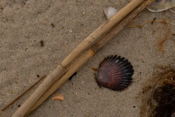 Bu resimde bu güzel deniz tarağı kabuğu plajda yatıyordu. Kahverengi deniz kabuğu neredeyse bir yelpaze gibi görünüyor ve kırmızı tonları var. Kum taneleri her yerde deniz atıklarıyla doludur..
