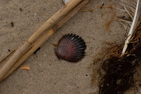 Bu resimde bu güzel deniz tarağı kabuğu plajda yatıyordu. Kahverengi deniz kabuğu neredeyse bir yelpaze gibi görünüyor ve kırmızı tonları var. Kum taneleri her yerde deniz atıklarıyla doludur..
