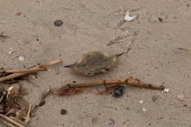 Bu mavi yengeç parçası sahilde yatıyordu. Kahverengi kum taneleri okyanus enkazı ile her yerde yatıyordu. Kabuğun sivri sivri sivri uçlu çivileri.