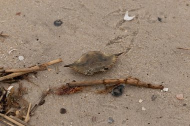 Bu mavi yengeç parçası sahilde yatıyordu. Kahverengi kum taneleri okyanus enkazı ile her yerde yatıyordu. Kabuğun sivri sivri sivri uçlu çivileri.