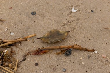 Bu mavi yengeç parçası sahilde yatıyordu. Kahverengi kum taneleri okyanus enkazı ile her yerde yatıyordu. Kabuğun sivri sivri sivri uçlu çivileri.