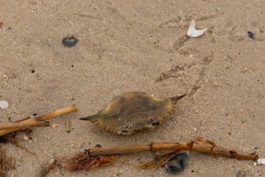 Bu mavi yengeç parçası sahilde yatıyordu. Kahverengi kum taneleri okyanus enkazı ile her yerde yatıyordu. Kabuğun sivri sivri sivri uçlu çivileri.