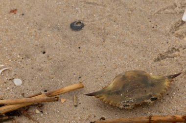 Bu mavi yengeç parçası sahilde yatıyordu. Kahverengi kum taneleri okyanus enkazı ile her yerde yatıyordu. Kabuğun sivri sivri sivri uçlu çivileri.