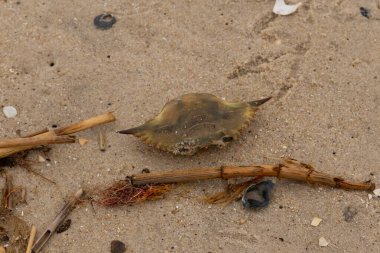 Bu mavi yengeç parçası sahilde yatıyordu. Kahverengi kum taneleri okyanus enkazı ile her yerde yatıyordu. Kabuğun sivri sivri sivri uçlu çivileri.