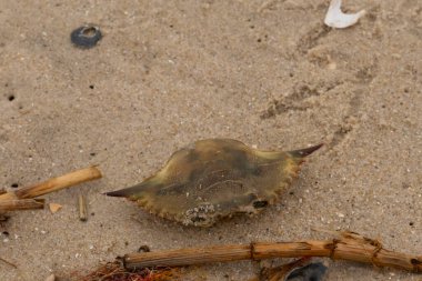 Bu mavi yengeç parçası sahilde yatıyordu. Kahverengi kum taneleri okyanus enkazı ile her yerde yatıyordu. Kabuğun sivri sivri sivri uçlu çivileri.
