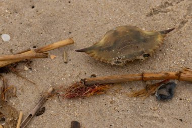 Bu mavi yengeç parçası sahilde yatıyordu. Kahverengi kum taneleri okyanus enkazı ile her yerde yatıyordu. Kabuğun sivri sivri sivri uçlu çivileri.