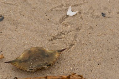 Bu mavi yengeç parçası sahilde yatıyordu. Kahverengi kum taneleri okyanus enkazı ile her yerde yatıyordu. Kabuğun sivri sivri sivri uçlu çivileri.