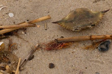 Bu mavi yengeç parçası sahilde yatıyordu. Kahverengi kum taneleri okyanus enkazı ile her yerde yatıyordu. Kabuğun sivri sivri sivri uçlu çivileri.