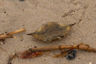 Bu mavi yengeç parçası sahilde yatıyordu. Kahverengi kum taneleri okyanus enkazı ile her yerde yatıyordu. Kabuğun sivri sivri sivri uçlu çivileri.