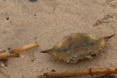 Bu mavi yengeç parçası sahilde yatıyordu. Kahverengi kum taneleri okyanus enkazı ile her yerde yatıyordu. Kabuğun sivri sivri sivri uçlu çivileri.