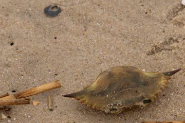 Bu mavi yengeç parçası sahilde yatıyordu. Kahverengi kum taneleri okyanus enkazı ile her yerde yatıyordu. Kabuğun sivri sivri sivri uçlu çivileri.