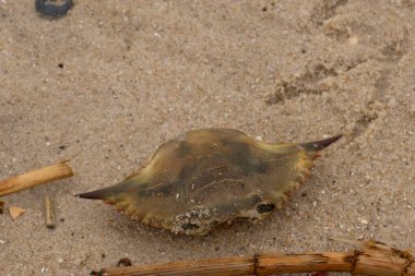 Bu mavi yengeç parçası sahilde yatıyordu. Kahverengi kum taneleri okyanus enkazı ile her yerde yatıyordu. Kabuğun sivri sivri sivri uçlu çivileri.