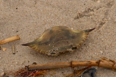 Bu mavi yengeç parçası sahilde yatıyordu. Kahverengi kum taneleri okyanus enkazı ile her yerde yatıyordu. Kabuğun sivri sivri sivri uçlu çivileri.