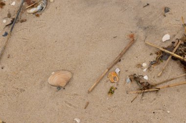 Bu küçük midye kabuğu resimde plajda duruyordu. Bronz kabuk, kumların kahverengi tanelerine karşı duruyor. Onu buraya getiren gelgitten kalan deniz enkazı var..