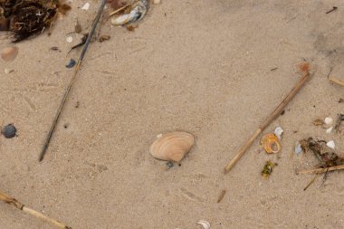 Bu küçük midye kabuğu resimde plajda duruyordu. Bronz kabuk, kumların kahverengi tanelerine karşı duruyor. Onu buraya getiren gelgitten kalan deniz enkazı var..