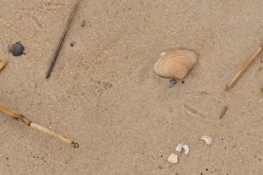 Bu küçük midye kabuğu resimde plajda duruyordu. Bronz kabuk, kumların kahverengi tanelerine karşı duruyor. Onu buraya getiren gelgitten kalan deniz enkazı var..