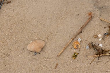 Bu küçük midye kabuğu resimde plajda duruyordu. Bronz kabuk, kumların kahverengi tanelerine karşı duruyor. Onu buraya getiren gelgitten kalan deniz enkazı var..