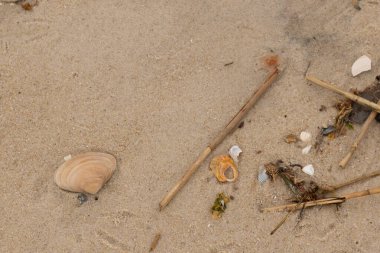 Bu küçük midye kabuğu resimde plajda duruyordu. Bronz kabuk, kumların kahverengi tanelerine karşı duruyor. Onu buraya getiren gelgitten kalan deniz enkazı var..