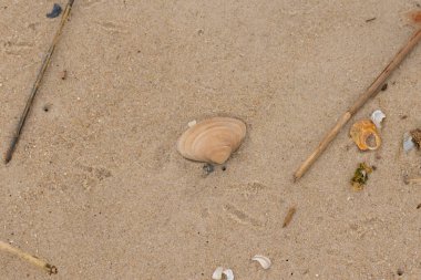 Bu küçük midye kabuğu resimde plajda duruyordu. Bronz kabuk, kumların kahverengi tanelerine karşı duruyor. Onu buraya getiren gelgitten kalan deniz enkazı var..