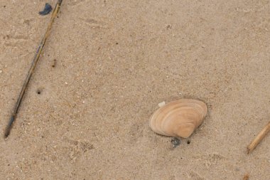 Bu küçük midye kabuğu resimde plajda duruyordu. Bronz kabuk, kumların kahverengi tanelerine karşı duruyor. Onu buraya getiren gelgitten kalan deniz enkazı var..