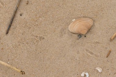 Bu küçük midye kabuğu resimde plajda duruyordu. Bronz kabuk, kumların kahverengi tanelerine karşı duruyor. Onu buraya getiren gelgitten kalan deniz enkazı var..