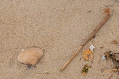 Bu küçük midye kabuğu resimde plajda duruyordu. Bronz kabuk, kumların kahverengi tanelerine karşı duruyor. Onu buraya getiren gelgitten kalan deniz enkazı var..
