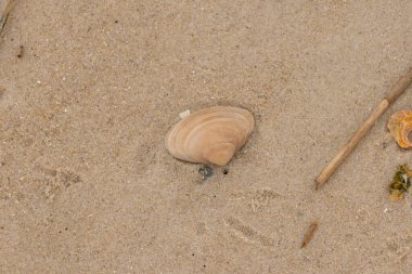 Bu küçük midye kabuğu resimde plajda duruyordu. Bronz kabuk, kumların kahverengi tanelerine karşı duruyor. Onu buraya getiren gelgitten kalan deniz enkazı var..
