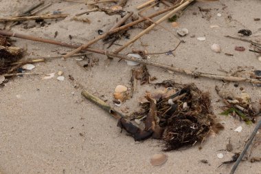 Bu sahildeki bir görüntü. Sahile gidenlerin toplaması için çok fazla deniz canlısı kum taneciklerine bulaştı. Deniz kabuğu parçaları dalgalar tarafından yuvarlanan yumuşak çakıl taşlarıyla her yerde yatıyordu..