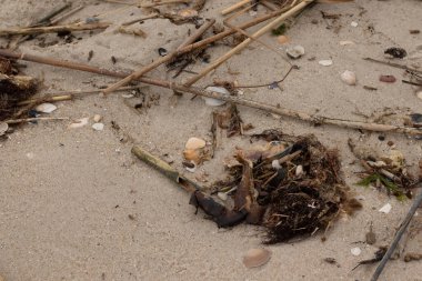 Bu sahildeki bir görüntü. Sahile gidenlerin toplaması için çok fazla deniz canlısı kum taneciklerine bulaştı. Deniz kabuğu parçaları dalgalar tarafından yuvarlanan yumuşak çakıl taşlarıyla her yerde yatıyordu..
