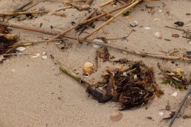 Bu sahildeki bir görüntü. Sahile gidenlerin toplaması için çok fazla deniz canlısı kum taneciklerine bulaştı. Deniz kabuğu parçaları dalgalar tarafından yuvarlanan yumuşak çakıl taşlarıyla her yerde yatıyordu..