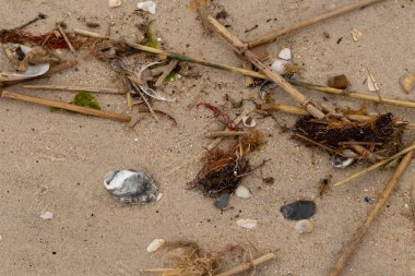 Bu gri istiridye kabuğu sahilde yatıyordu. Siyahlar ve beyazlar da deniz kabuklarında. Kahverengi kum taneleri ve deniz atıkları her yerde. Sazlıklar ve küçük çakıl taşları da onunla birlikte..