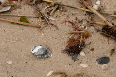 Bu gri istiridye kabuğu sahilde yatıyordu. Siyahlar ve beyazlar da deniz kabuklarında. Kahverengi kum taneleri ve deniz atıkları her yerde. Sazlıklar ve küçük çakıl taşları da onunla birlikte..