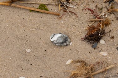 Bu gri istiridye kabuğu sahilde yatıyordu. Siyahlar ve beyazlar da deniz kabuklarında. Kahverengi kum taneleri ve deniz atıkları her yerde. Sazlıklar ve küçük çakıl taşları da onunla birlikte..