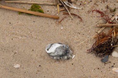 Bu gri istiridye kabuğu sahilde yatıyordu. Siyahlar ve beyazlar da deniz kabuklarında. Kahverengi kum taneleri ve deniz atıkları her yerde. Sazlıklar ve küçük çakıl taşları da onunla birlikte..