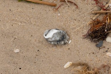 Bu gri istiridye kabuğu sahilde yatıyordu. Siyahlar ve beyazlar da deniz kabuklarında. Kahverengi kum taneleri ve deniz atıkları her yerde. Sazlıklar ve küçük çakıl taşları da onunla birlikte..