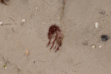 Bu kırmızı yosun parçası bu resimde sahile vurmuş. Tuzlu suyun gelgitleri onu kum tanelerinin üzerine fırlattı. Hamur kabuğu parçaları ve kum taneleri her yerde yatıyordu..