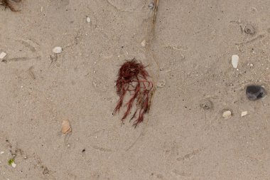 Bu kırmızı yosun parçası bu resimde sahile vurmuş. Tuzlu suyun gelgitleri onu kum tanelerinin üzerine fırlattı. Hamur kabuğu parçaları ve kum taneleri her yerde yatıyordu..