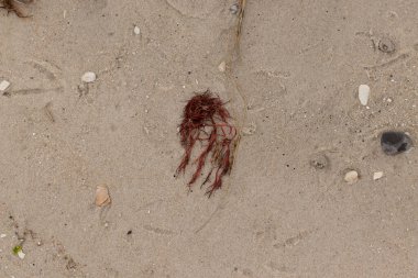 Bu kırmızı yosun parçası bu resimde sahile vurmuş. Tuzlu suyun gelgitleri onu kum tanelerinin üzerine fırlattı. Hamur kabuğu parçaları ve kum taneleri her yerde yatıyordu..