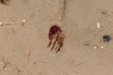 Bu kırmızı yosun parçası bu resimde sahile vurmuş. Tuzlu suyun gelgitleri onu kum tanelerinin üzerine fırlattı. Hamur kabuğu parçaları ve kum taneleri her yerde yatıyordu..