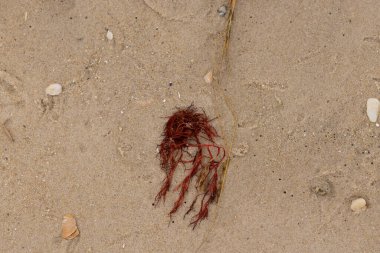 Bu kırmızı yosun parçası bu resimde sahile vurmuş. Tuzlu suyun gelgitleri onu kum tanelerinin üzerine fırlattı. Hamur kabuğu parçaları ve kum taneleri her yerde yatıyordu..