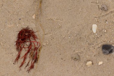 Bu kırmızı yosun parçası bu resimde sahile vurmuş. Tuzlu suyun gelgitleri onu kum tanelerinin üzerine fırlattı. Hamur kabuğu parçaları ve kum taneleri her yerde yatıyordu..