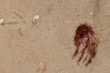 Bu kırmızı yosun parçası bu resimde sahile vurmuş. Tuzlu suyun gelgitleri onu kum tanelerinin üzerine fırlattı. Hamur kabuğu parçaları ve kum taneleri her yerde yatıyordu..